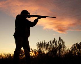 Peste suina: predisposto un nuovo decreto regionale sulla caccia