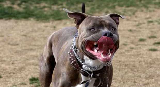Bambina di 2 anni aggredita da un pitbull a Sesto San Giovanni: gravissima