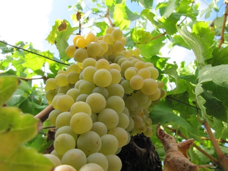 Vendemmia, le previsioni Cia: “Quantità in lieve calo ma ottima qualità”