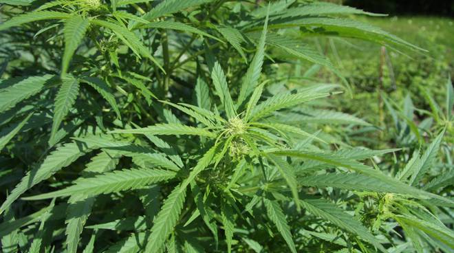 Sequestrati prodotti a base di canapa sativa per un valore di 21.500 euro
