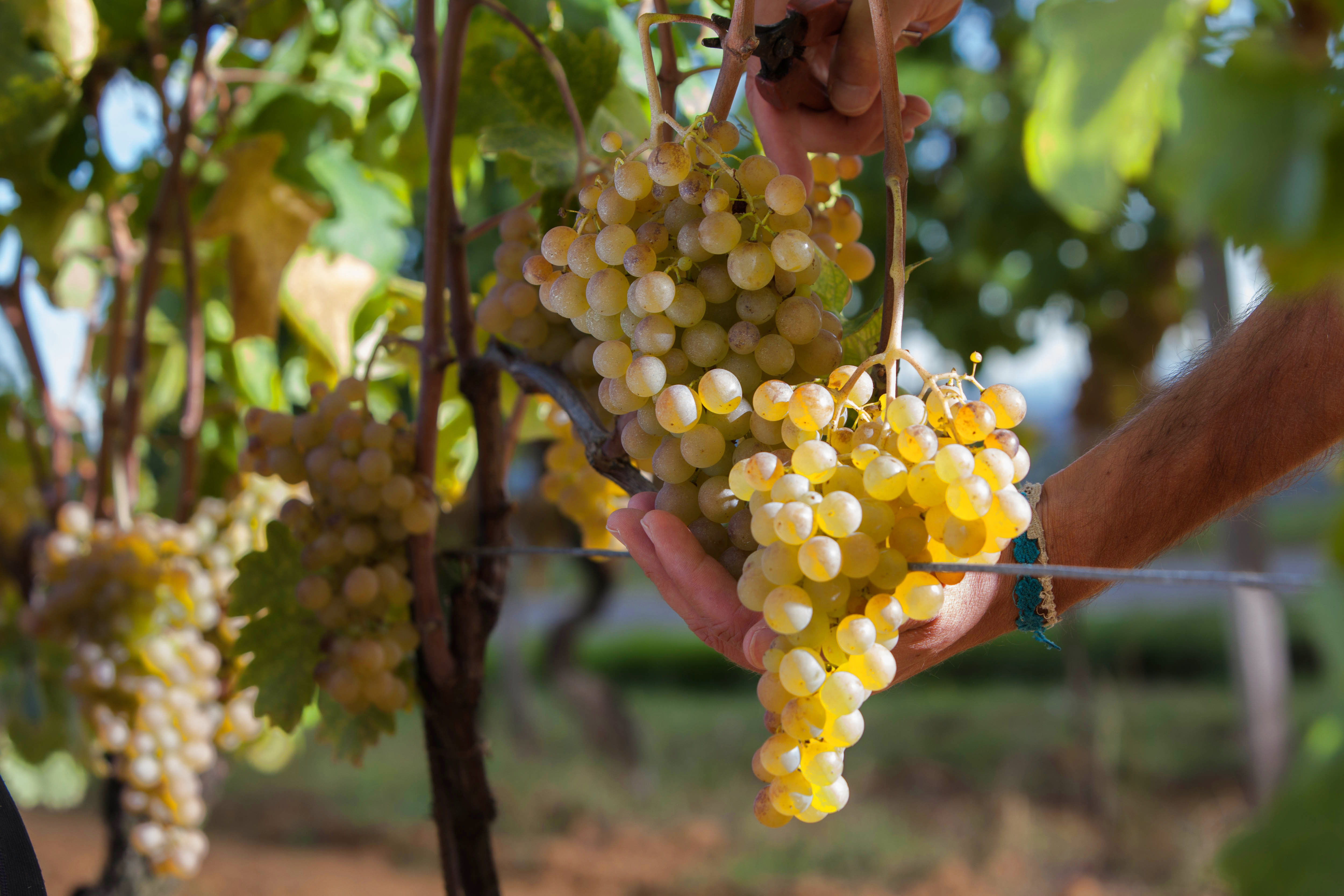 Accolta la richiesta del Piemonte di prorogare la vendemmia al 15 dicembre