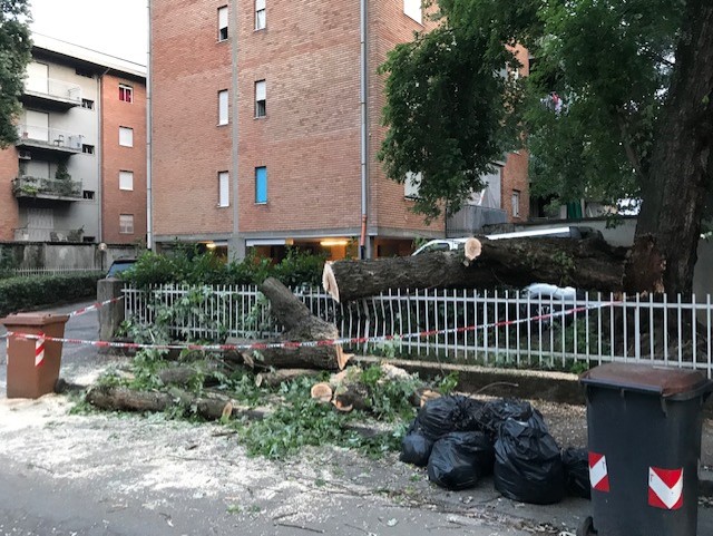 Cade un albero in via Tonso ad Alessandria