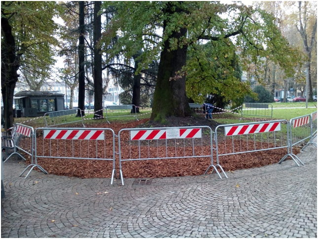 Cura massiccia per salvare albero storico dei giardini della stazione