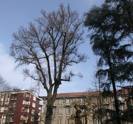 Nella giornata degli Alberi tre piante dedicate ai tre Vigili del Fuoco morti a Quargnento