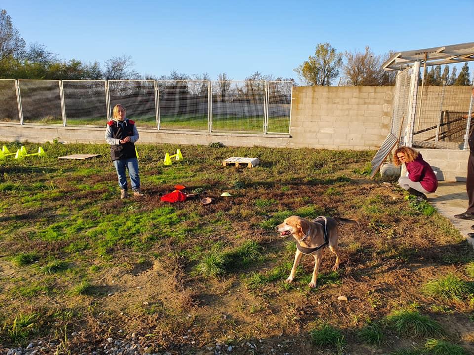 Corso per proprietari di cani: grande successo col lieto fine
