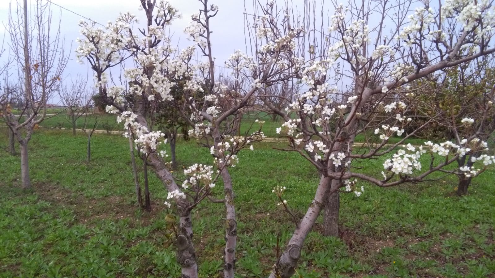Finta primavera di Natale manda “in tilt” le colture. E ora preoccupa il gelo