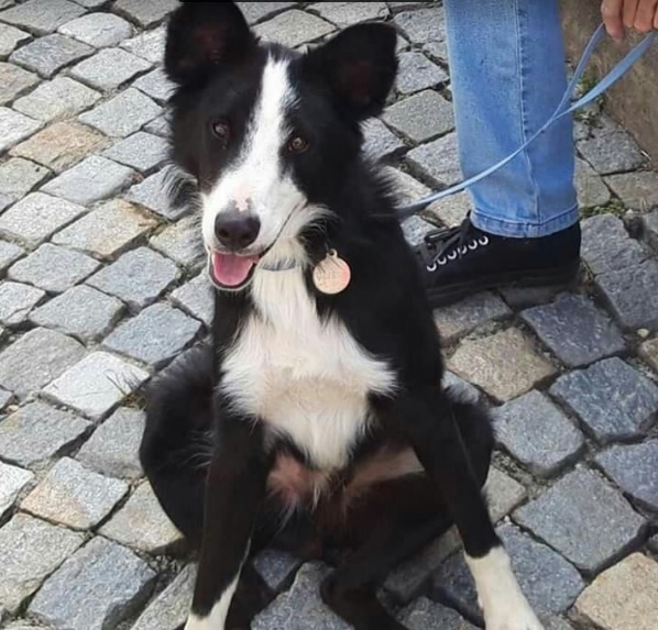 Cane scomparso a Solero: aiutateci a ritrovare Ulisse