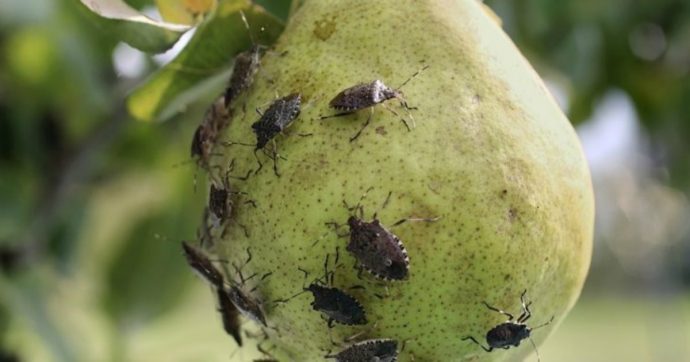 In Piemonte contro la cimice asiatica arriva la vespa samurai