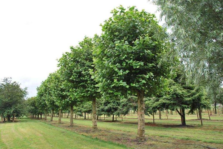 Alberi per il futuro: grazie al M5S dieci platani a Villa del Foro