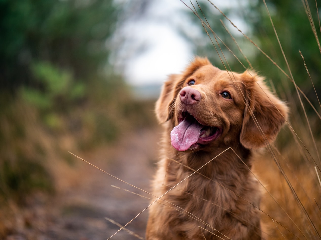 Il Piemonte avrà l’elenco regionale dei dog sitter