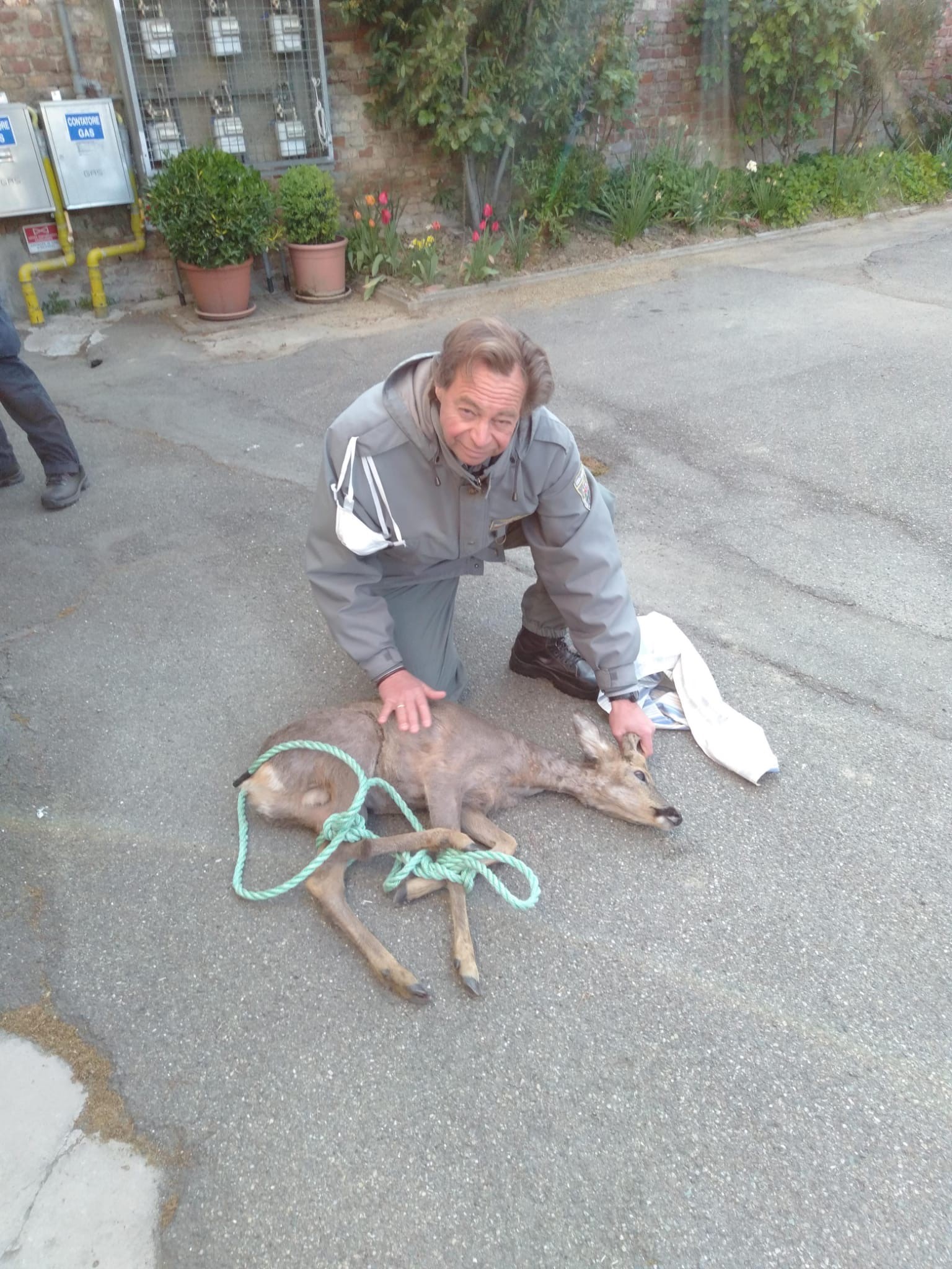Capriolo ai giardini della stazione di Alessandria. Investito da un’auto è stato salvato dagli ispettori ambientali