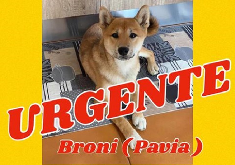 Disperso cane a Broni: i padroni ora lo cercano disperati