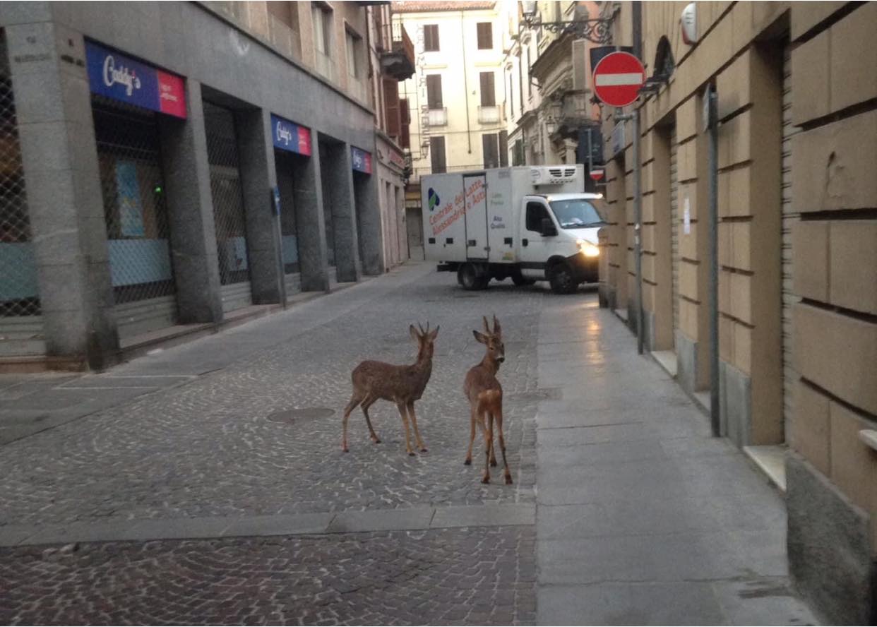 Due caprioli in città: a Casale Monferrato il curioso incontro mattutino