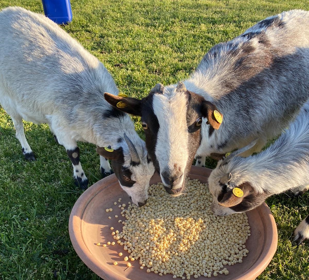 Coronavirus: Family Park di Felizzano chiuso. Portati oltre 600 chili di cibo agli animali