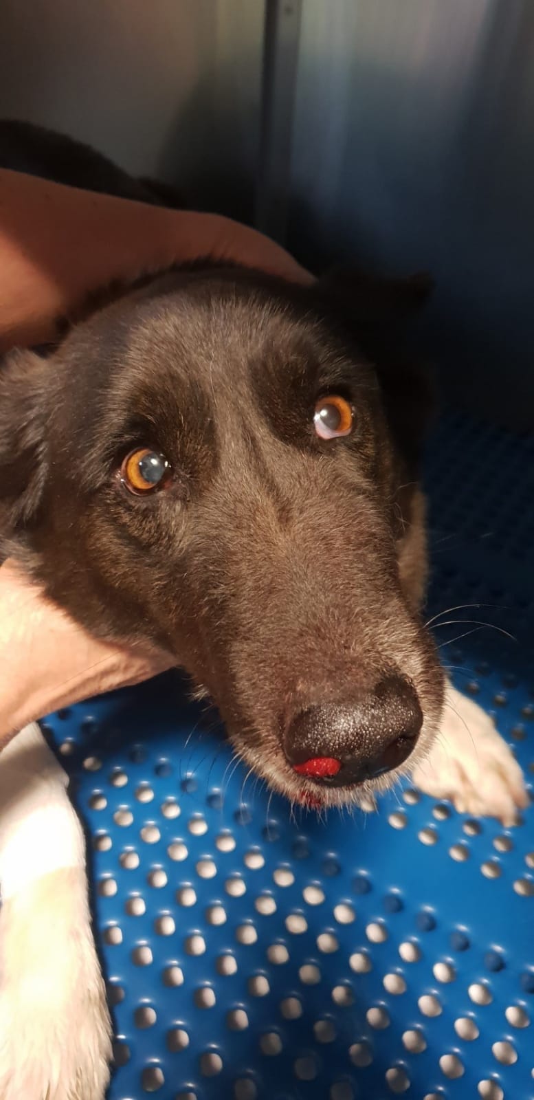 Picchia con un bastone un cane: denunciato per maltrattamenti di animali