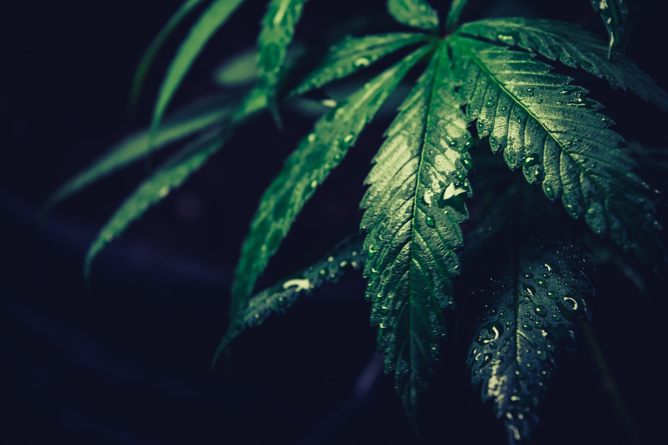 Piantine di marijuana coltivate in vaso: a Valenza interviene la polizia locale