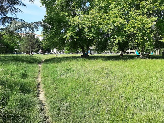 Parco Deportati Ebrei di Alessandria invaso dall’erba, Barosini: “Lavori già in programma”