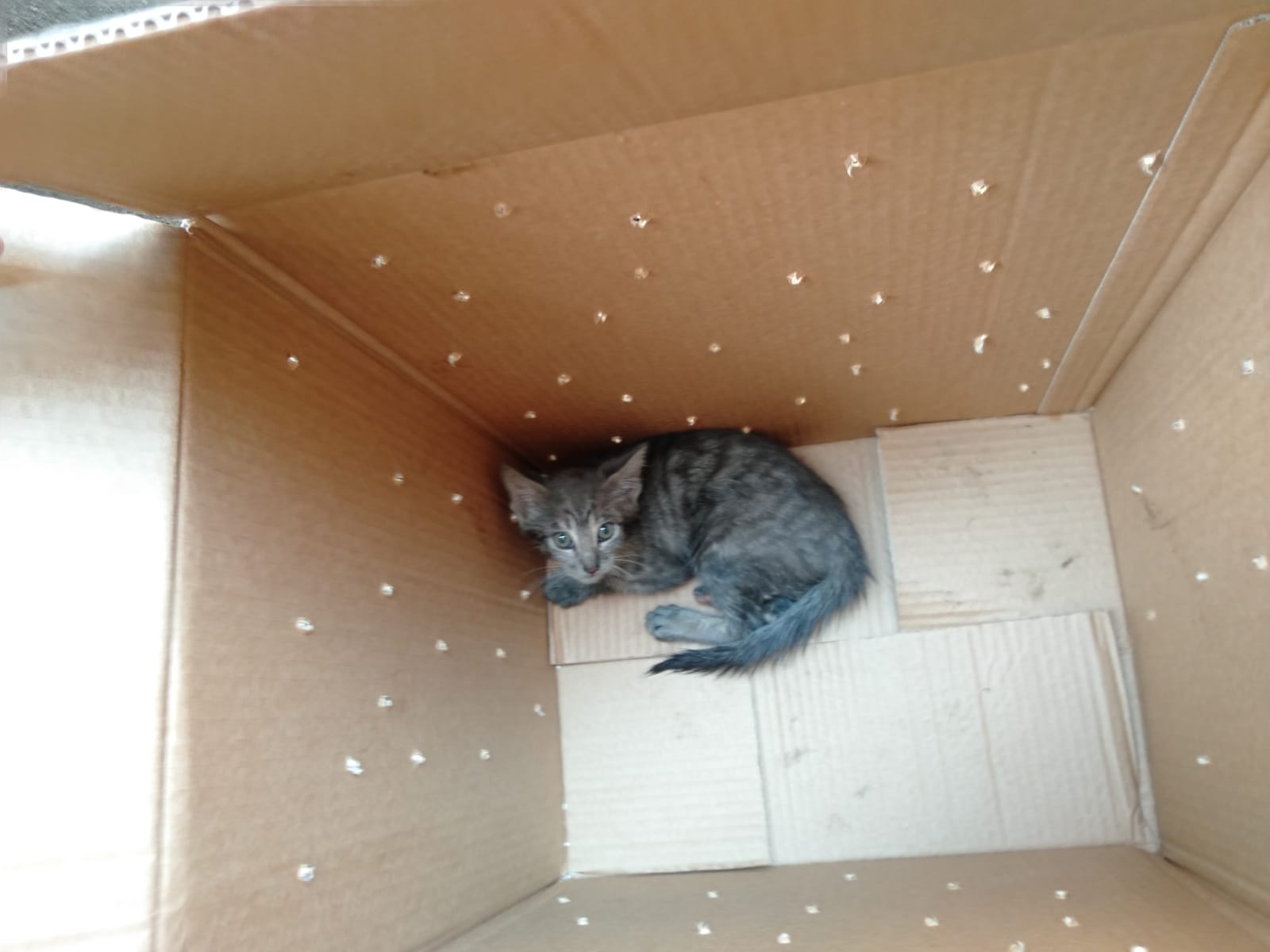 Il gattino finisce nel vano-motore di un’automobile ma a salvarlo ci pensano gli Ispettori Ambientali