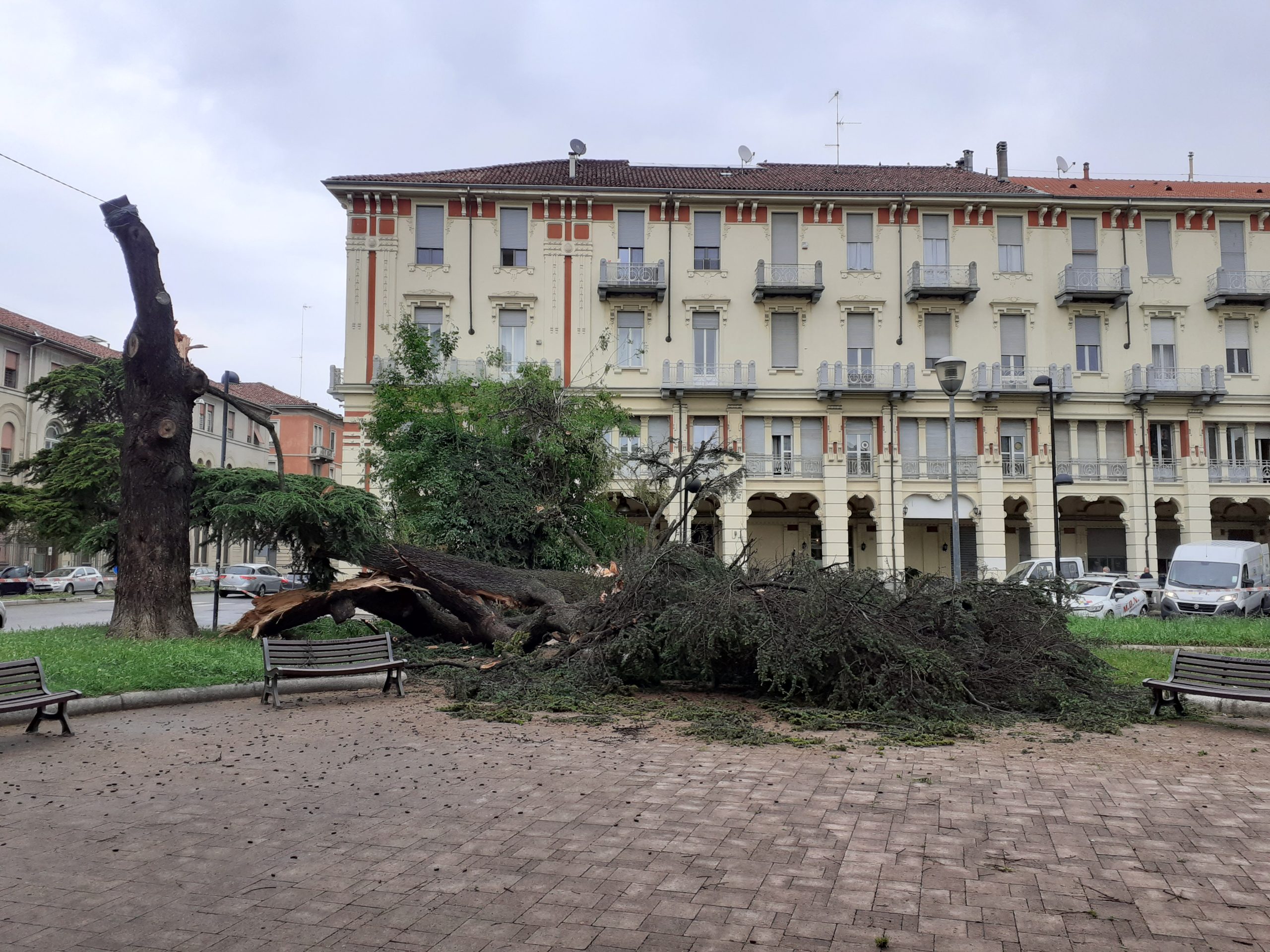 Crollato un albero in piazza Matteotti ad Alessandria: due auto danneggiate