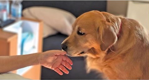 Domenica 25 gennaio la prima giornata nazionale della prevenzione veterinaria