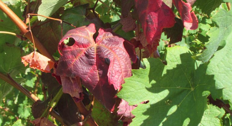 Flavescenza dorata: via al monitoraggio dei vitigni della provincia