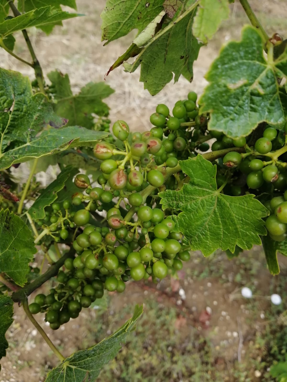 La grandine strapazza i vigneti dell’acquese: compromesso il 40% delle produzioni
