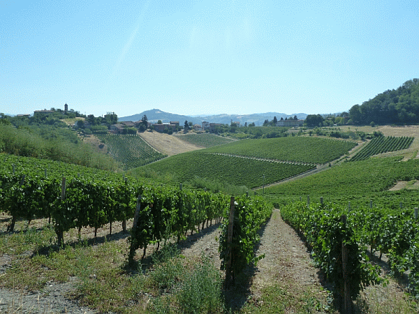 Domenica 30 aprile camminata romantica tra le vigne a Vignale