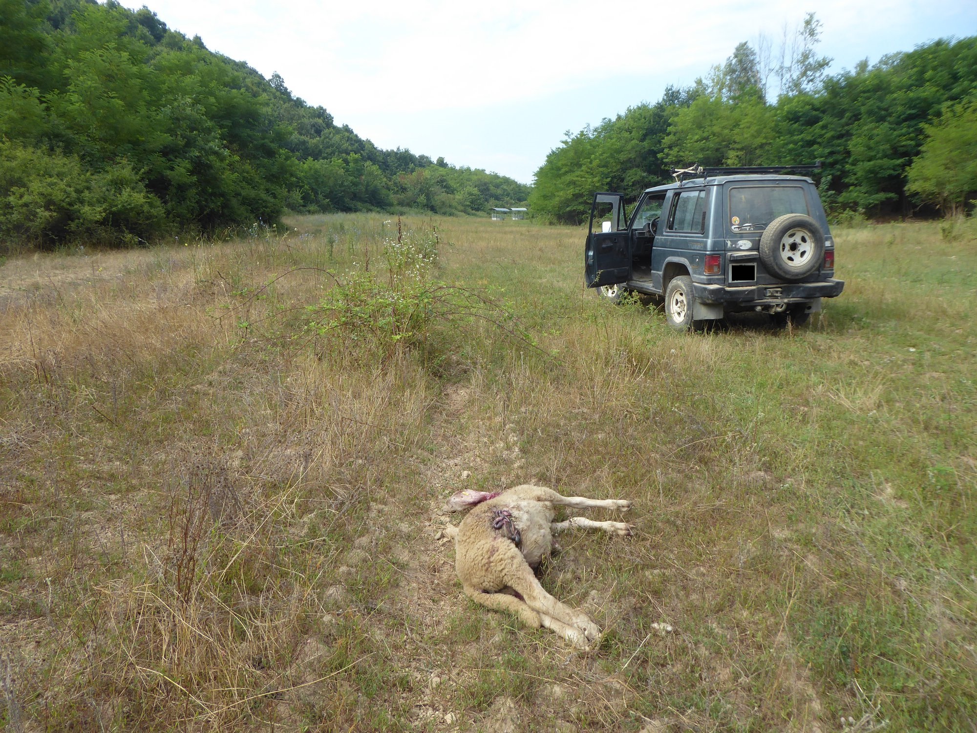 A Predosa attacco a 8 montoni da parte di un predatore: si pensa a un lupo