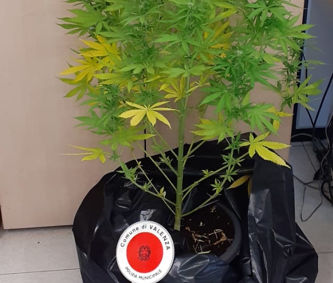 Coltiva marijuana in un appartamento a Valenza: nei guai un 25enne