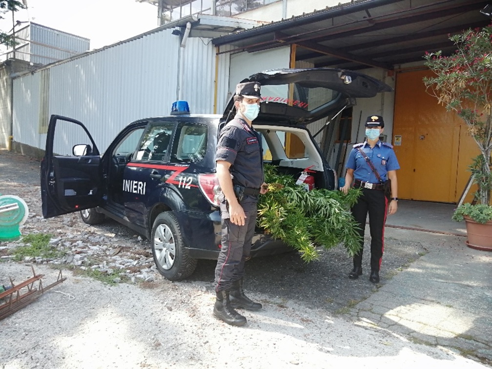 100 piante di marijuana coltivate nei boschi: arrestato 48enne di Vignale