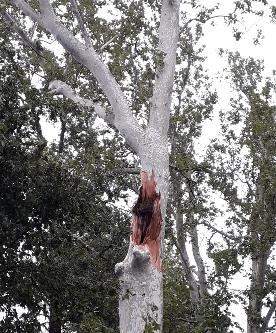Danni anche al Parco di Marengo: alberi abbattuti, danneggiato platano secolare