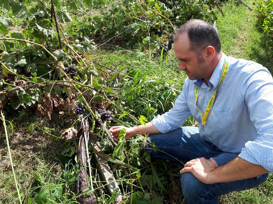 Coldiretti: “Decine di milioni di euro di danni quest’estate nelle campagne della provincia”
