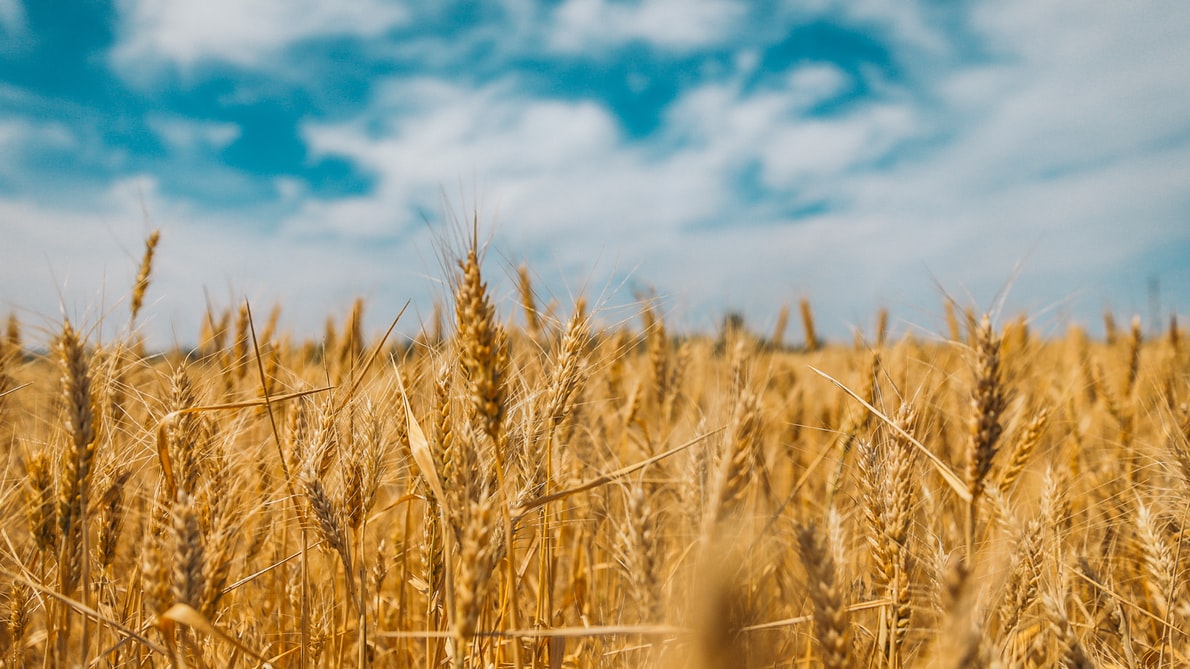 Coldiretti: prezzo del grano tenero inaccettabile, non copre i costi di produzione