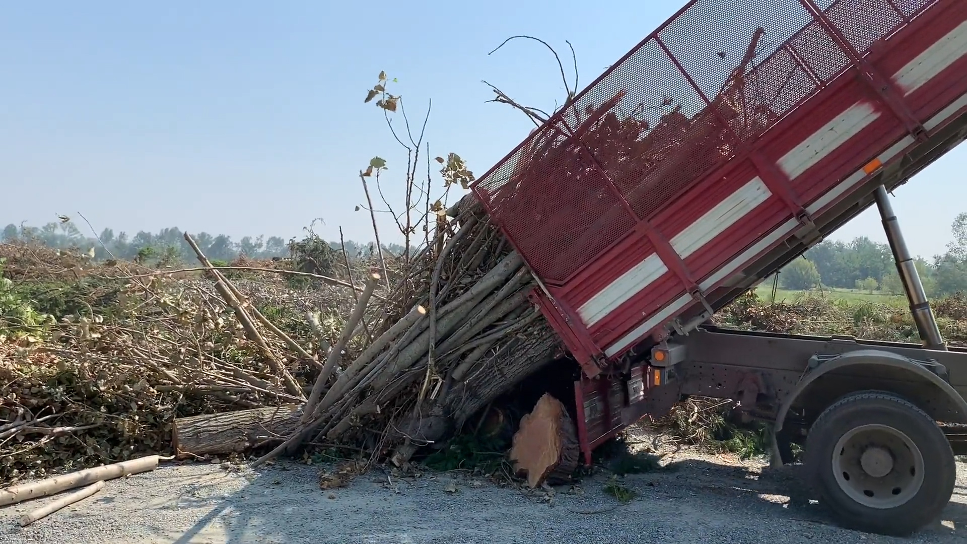 Ad Alessandria 15 nuovi alberi dopo il maltempo di agosto: “Gesto simbolico, ne pianteremo altri”