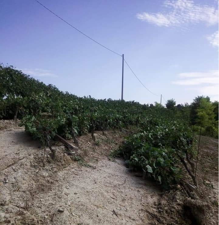 Vigneti abbattuti e tetti scoperchiati: anche in agricoltura si contano i danni