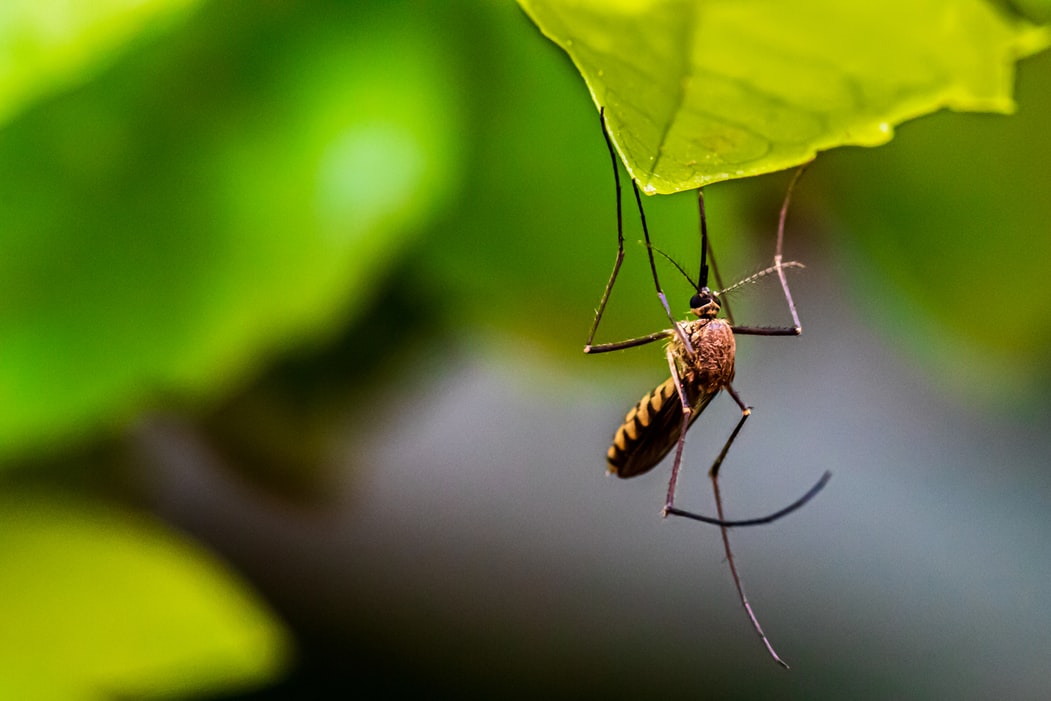 Caso di West Nile nel pavese