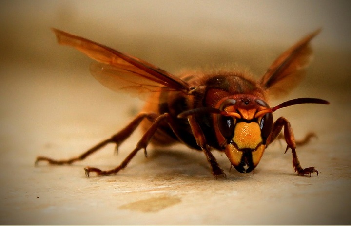 In tutta la provincia molte chiamate per infestazioni da calabroni