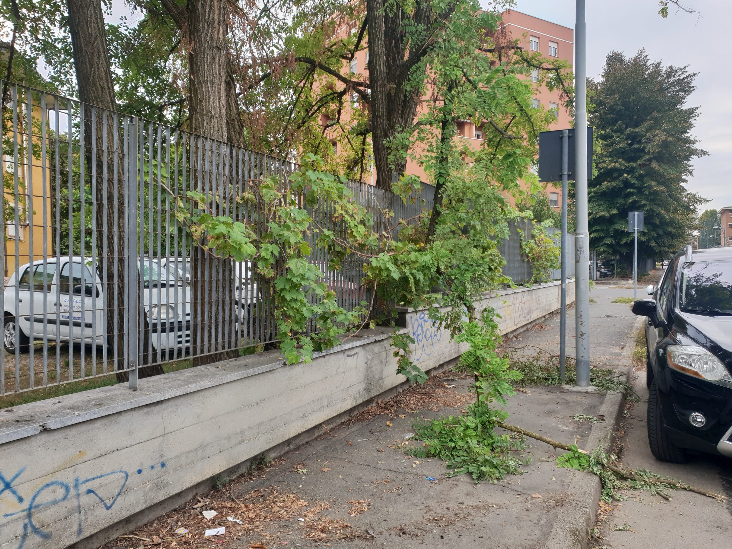 Ramo caduto ostruisce il marciapiede di via Scassi: “Si trova lì da giorni”