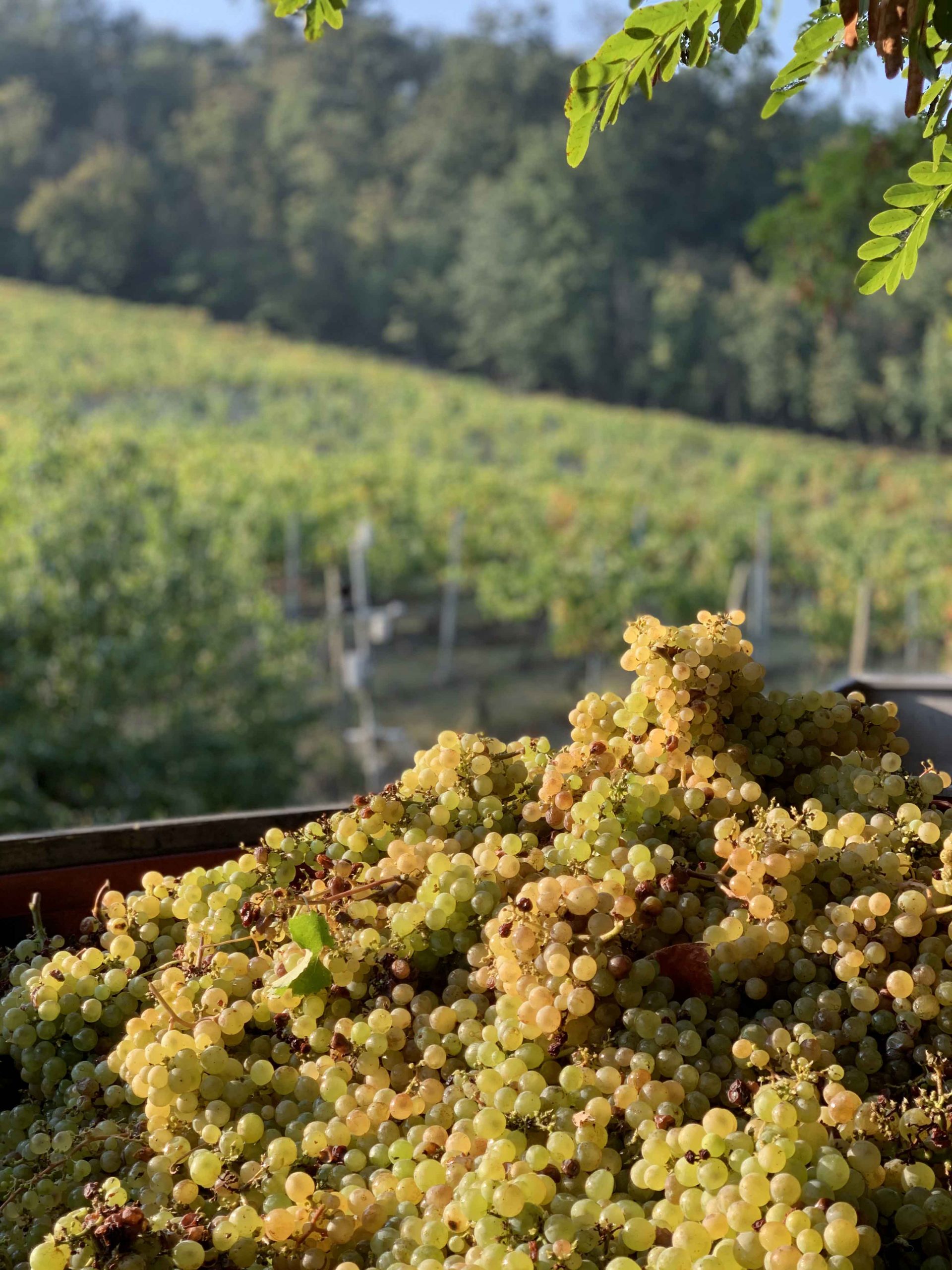 Carlo Volpi: “Buona vendemmia ma preoccupa l’emergenza covid”