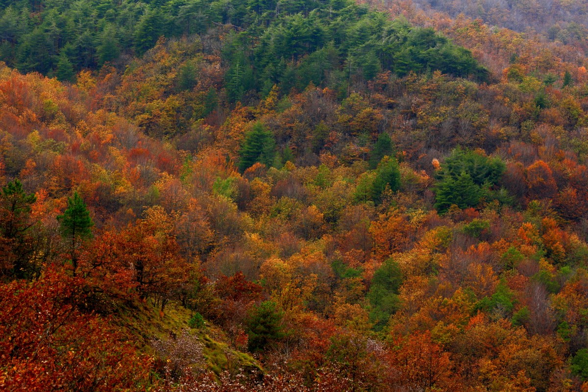 Sull’appennino piemontese è tempo di foliage e sapori d’autunno