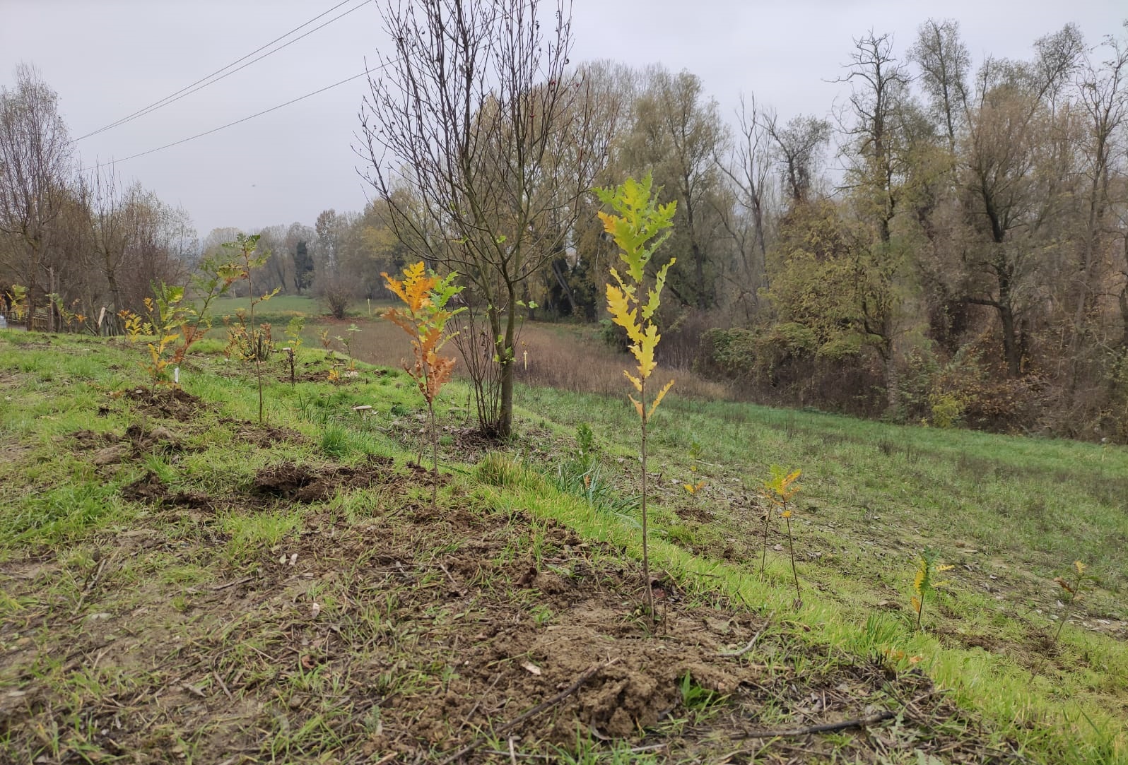 Ad Acqui piantati 700 alberi. Assessore Rolando: “Radici più solide per il nostro futuro”