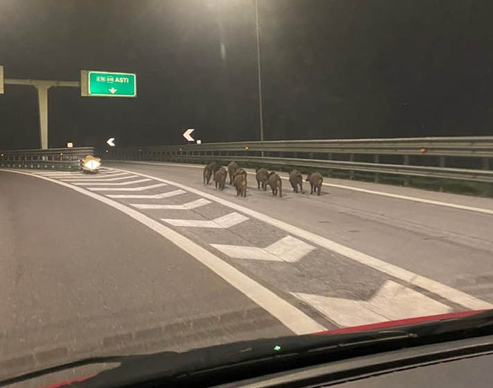 Cinghiali scorrazzano liberamente in  autostrada: “Il problema è sotto gli occhi”
