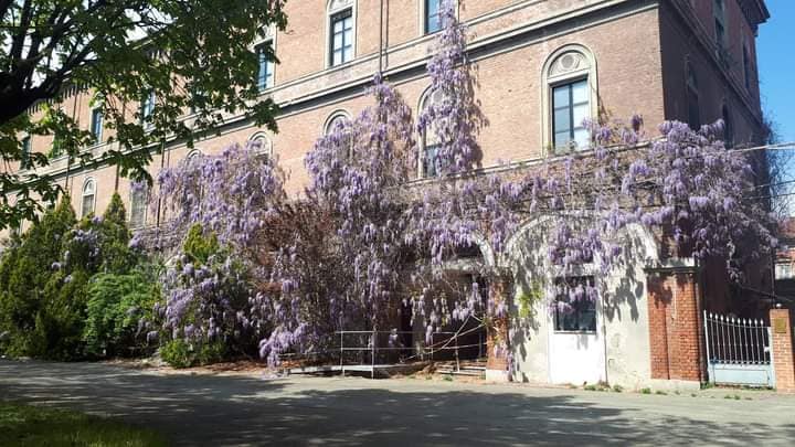 M5S: “Abbattuto il glicine alla Caserma Valfrè. Perché?”. La precisazione del Comune di Alessandria
