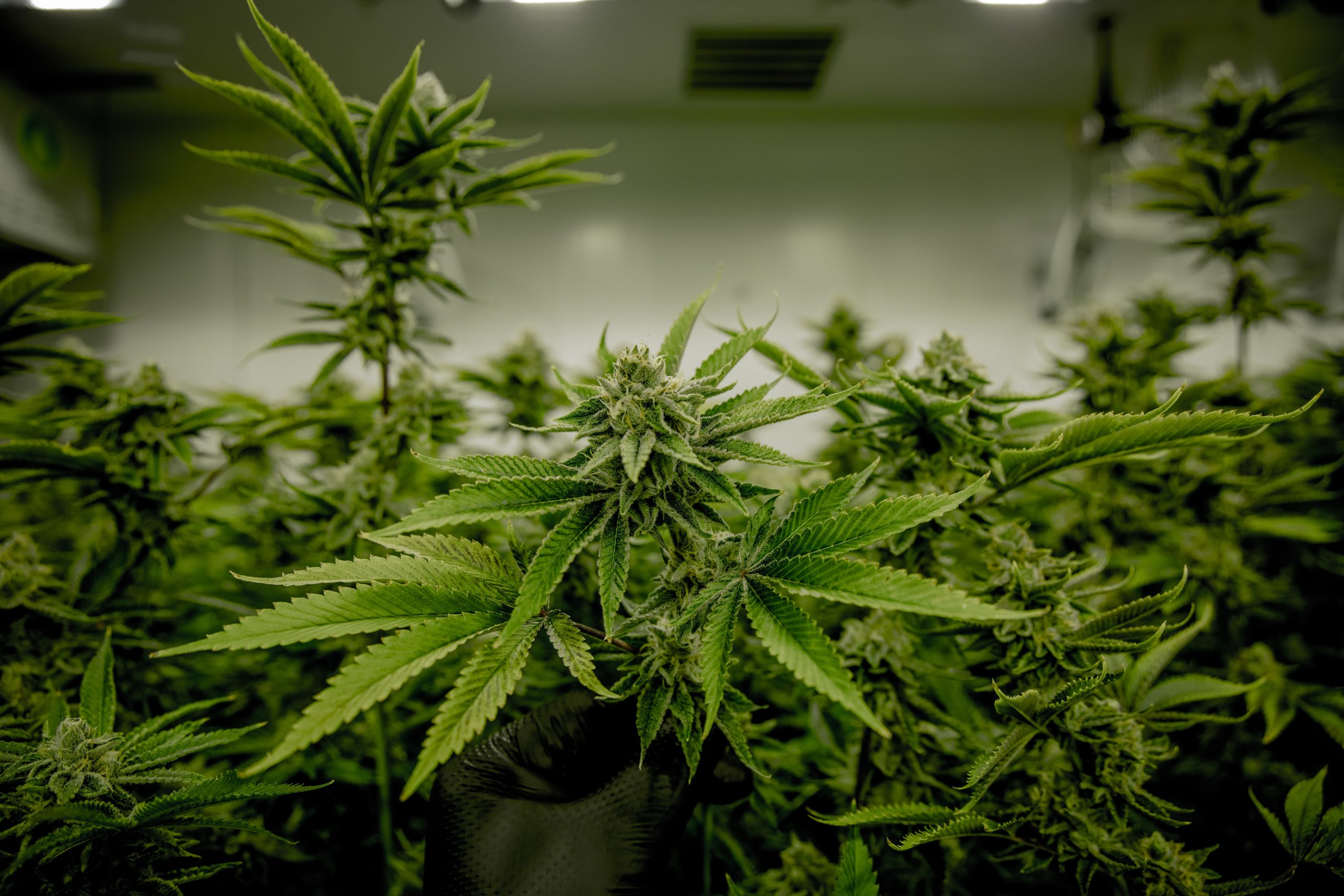 Blitz in una cascina di Quattordio dove c’erano 380 piante di marijuana