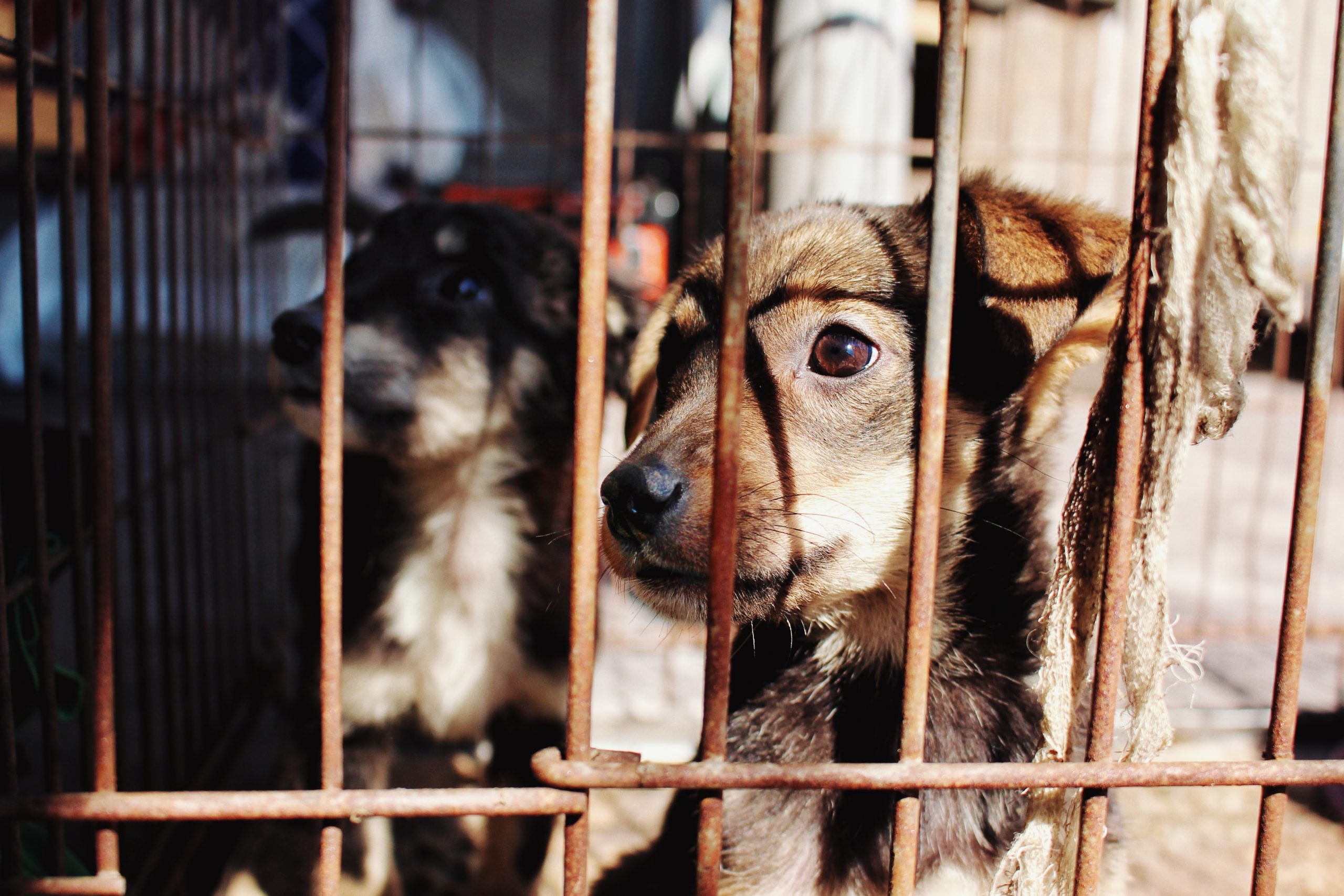 Rapporto Zoomafia 2020: nell’Alessandrino 29 procedimenti con 9 indagati per uccisione di animali