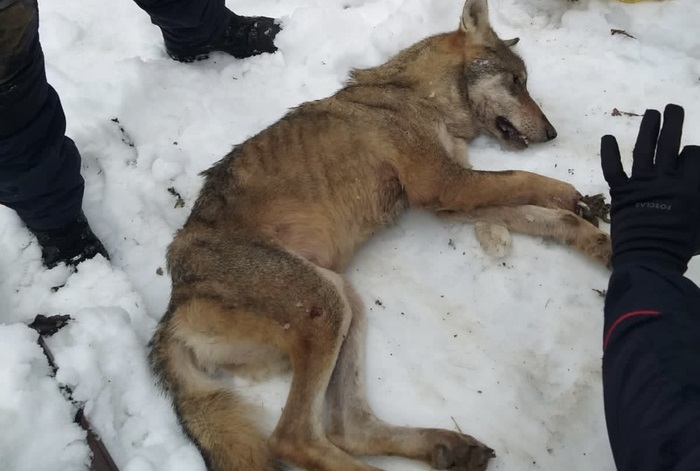 Una lupa finisce in una tagliola e muore: denuncia contro ignoti
