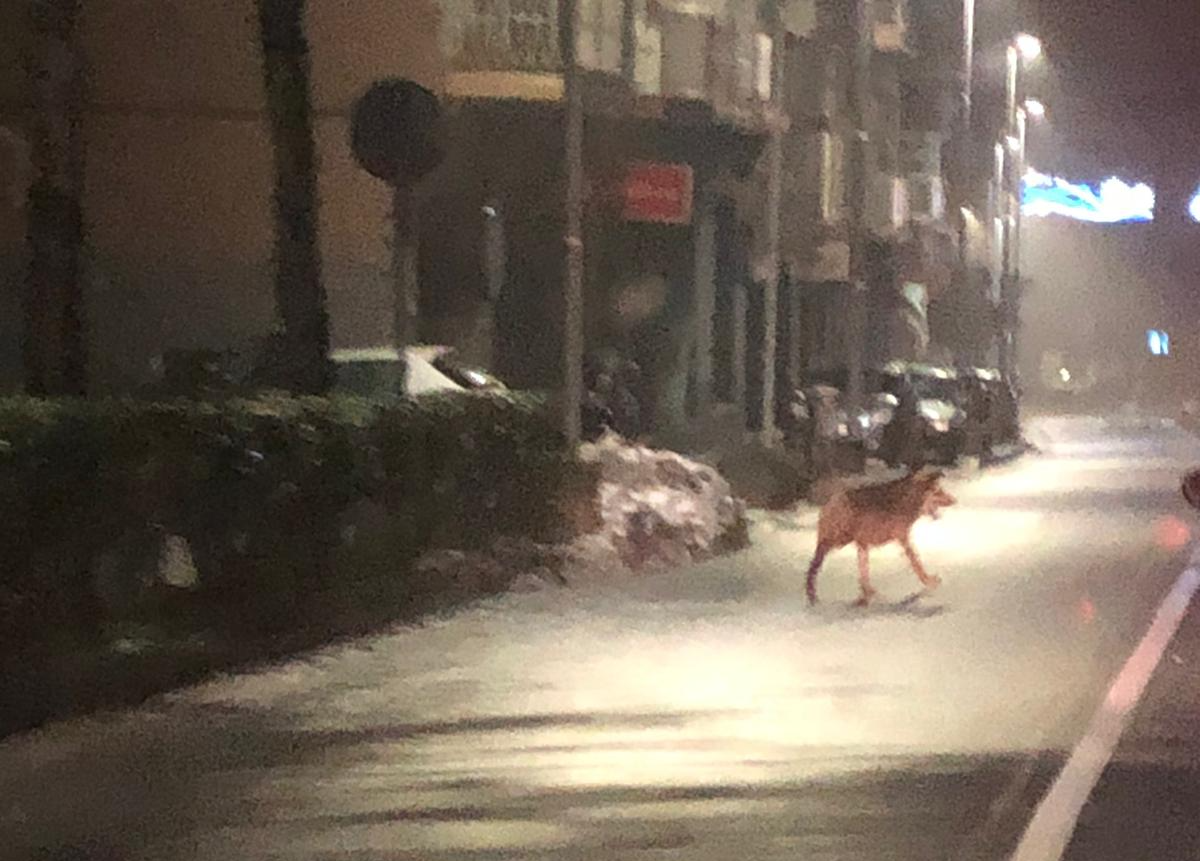 Avvistamento di lupi a Ovada: “Due esemplari si sono ritrovati in città accidentalmente”