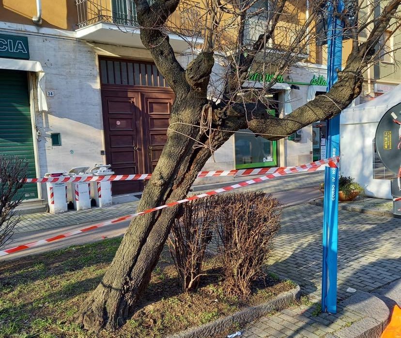 Abbattimento piante ad Alessandria, Barosini: “Purtroppo avevano malattie o erano pericolanti”
