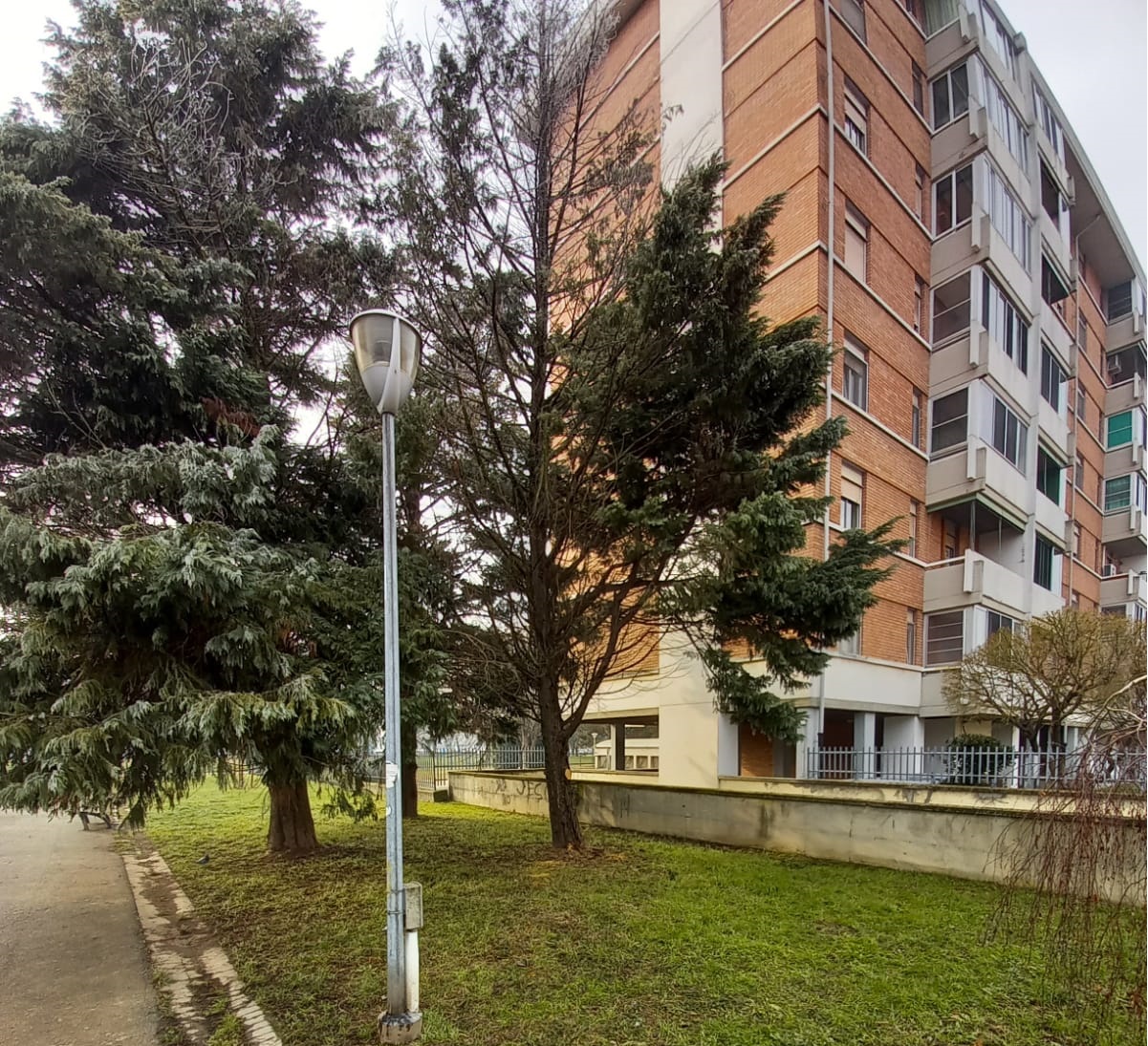 Ecco gli alberi danneggiati e malati del quartiere Galimberti poi abbattuti