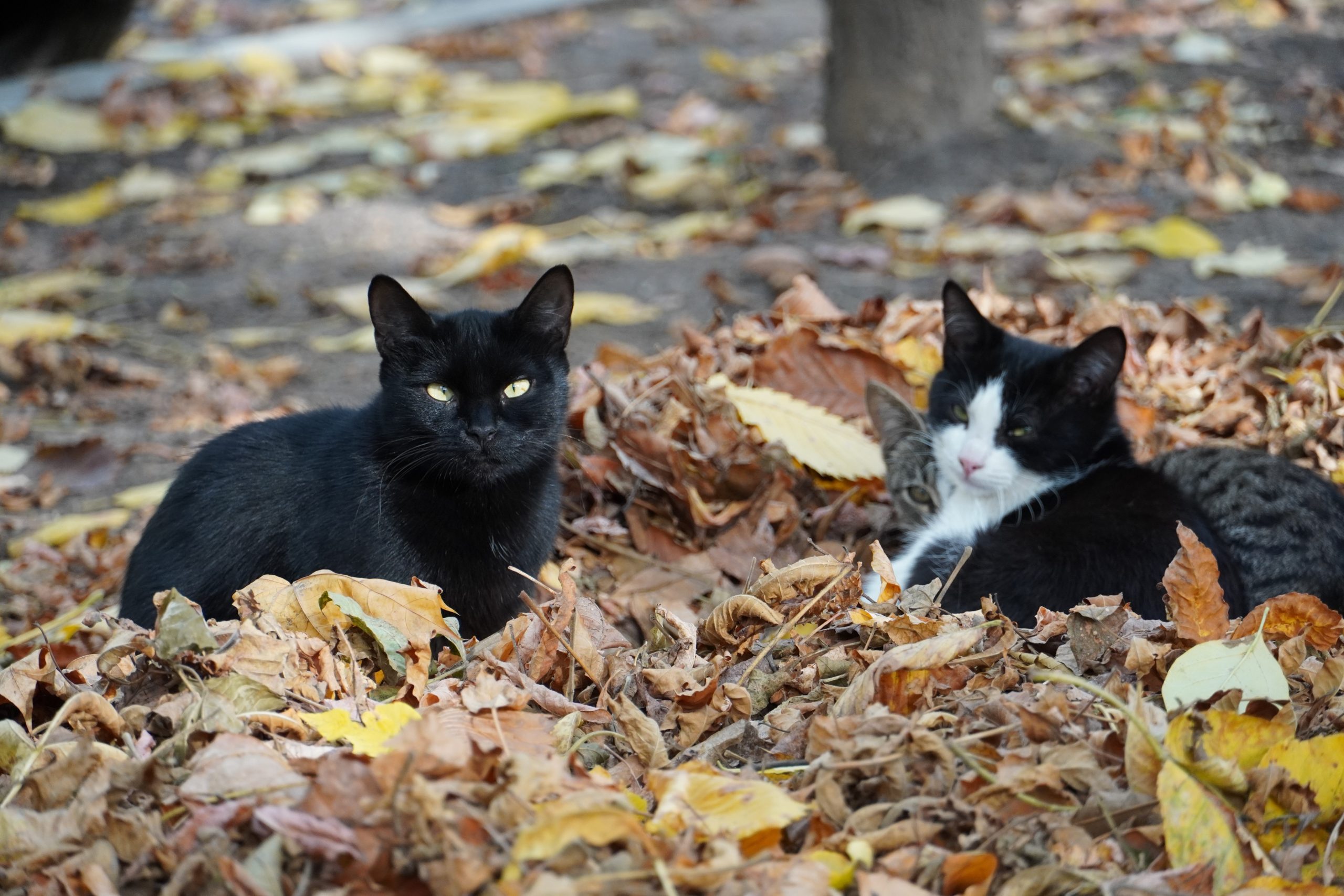 Il progetto del Comune per la sterilizzazione delle colonie feline per il 2021